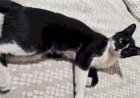 Os animais no Plano Espiritual, por Dra. Irvênia Prada